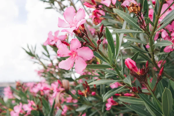 stock image Beautiful pink flowering Nerium Oleander in full bloom in summer garden. Adenium boehmianum. Poisonous tropicals and Tender Perennials blossoming in a garden. Macro nature Flowers with five petals. 