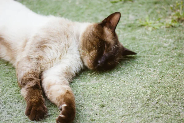 Μια Σιαμαία Γάτα Κοιμάται Γλυκά Ξαπλωμένη Στο Πράσινο Γρασίδι Την — Φωτογραφία Αρχείου