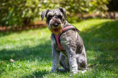 Güneşli bir bahar gününde yeşil çimlerin üzerinde oturan küçük sevimli, mutlu Zwergschnauzer yavrusu. Av köpekleri ürer. Köpek dışarıda yürüyor. Köpek hayvan, yeşil parktaki hayvan, orman, doğa eğleniyor. 