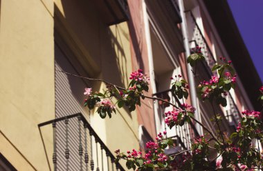 Avrupa caddesindeki eski bir bej evin dış tarafı, çiçek açan ağaç dalları. Madrid, İspanya 'da bir Avrupa caddesinde Akdeniz mimarisi. Klasik balkon, pembe çiçeklerin arasındaki pencere panjurları.