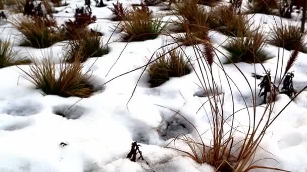 Ośnieżona Sucha Trawa Kołysząca Się Wietrze Łące Mroźny Zimowy Dzień — Wideo stockowe
