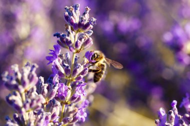 Lavanta tarlasında yabani çiçeklerden nektar toplamaya çalışıyorum. Mor çiçekler tamamen çiçek açmış. Yazın Provence. Doğal çiçek duvar kâğıdı. Mevsimlik bitkilerin gelişimi. Bal üretim konsepti.