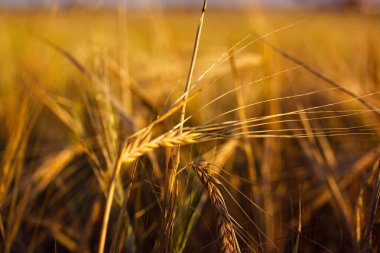 Yazın sıcak bir güneş ışığında tarlada altın bir buğday kulağı. Yetiştirmek, ekip biçmek, tarladaki bitkilerle ilgilenmek. Un ve ekmek üretimi için doğal tahıl ürünleri. Tarım arka planında mahsul.