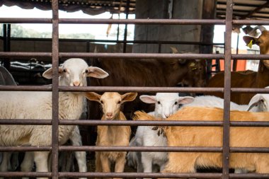 Bir sürü evcil hayvan - beyaz koyun ve kahverengi keçi - çitin arkasındaki bir ağılda kameraya bakıyor. Köydeki çiftlik hayvanları. Hayvancılık, çiftçilik. Tarım hayvanı, evcil hayvanlar. Komik ağızlıklar.. 