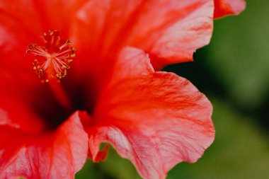 Hibiscus ağacı pembesi. Bahar bahçesinde yeşil bir arka planda kırmızı büyük çin gülü. İçeriden güzel kokulu bir çiçek, narin yapraklı erkek organlar. Doğanın ve bitkilerin makro fotoğrafları