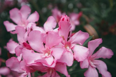 Güzel pembe çiçekli Nerium Oleander yaz bahçesinde çiçek açmış. Adenyum boehmianum. Zehirli tropikaller ve bahçede filizlenen Şefkatli Yıllıklar. Beş yapraklı Makro Doğa Çiçekleri. 