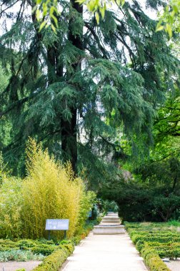 Düz yol, yemyeşil ormanlara, taze yeşil bitkilere palmiye dallarına, çalılara tropikal bahçelere kadar uzanıyor. İspanya Madrid Kraliyet Botanik Bahçesi 'nde egzotik doğa.