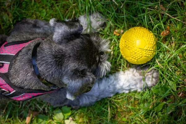 stock image Grey miniature zwergschnauzer puppy is lying on a green grass on a lawn on nature and playing with a yellow ball. Cute funny doggy on a walk. Canine domestic animal, pet in green park, woods, forest. 