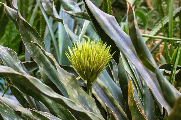 Exotic Fresh Green Flower Dracaena Pethera Sansevieria Kirkii Known Star — Stock Photo, Image