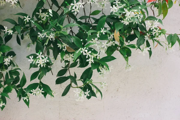 Jasminum Sambac Shrub Produces Charming Little Star Shaped White Blooms — Stock Photo, Image