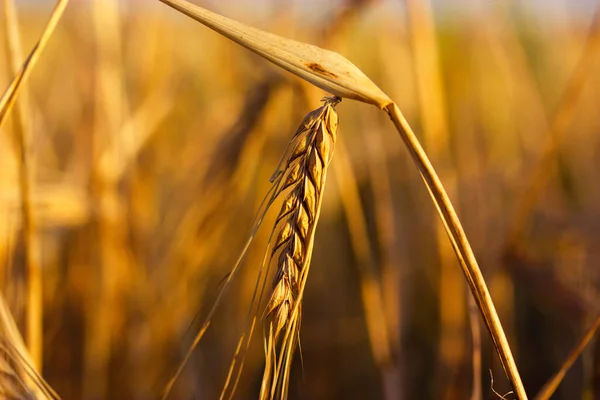 A golden ear of wheat in the field in a warm sunlight in summer. Growing, cultivating, caring for plants on a farmland. Natural grain crops for flour and bread production. Agriculture background crop.