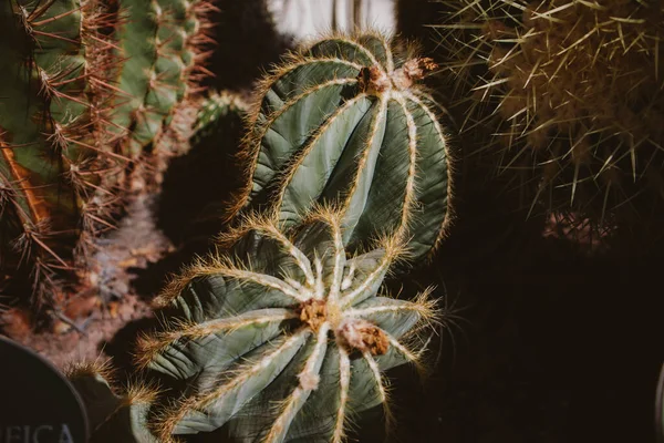 Wiele Różnych Kaktusów Rośnie Razem Dziczy Rosnące Kaktusy Kłujące Pustynne — Zdjęcie stockowe