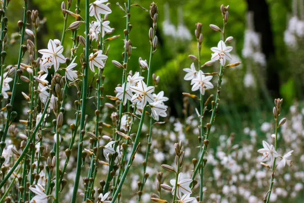 Asphodelus Ramosus White Little Flowers Full Bloom Growing Wild Spring — Stock Photo, Image