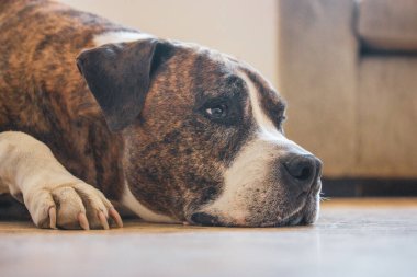 Yerde yatan Alman kahverengi beyaz boksör. Kısa saçlı, akıllı, hizmet düşkünü bir köpek cinsi. İçeride dinlenen, ağızlık suratlı, muhteşem bir köpek yavrusu. İç Güvenlik. Evcil hayvan hüzünlü bir özlemdir..