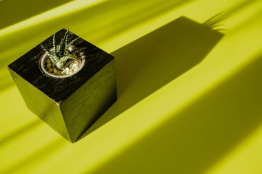 Kare bir saksıda ev çiçekleri için yeşil masa üstü manzaralı ve zıt gölgeli bir oda bitkisi. Ev manzarası çok leziz. Kapalı alanda kaktüs saksısı. Ev bahçesinde bitki yetiştiriyor. Sabah ışığı.