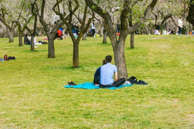 Madrid, İspanya 12 Mart 2023 güneşli bir bahar gününde şehir parkında insanlar yeşil çimlerin üzerinde bahçedeki meyve ağaçlarının arasında piknikte dinleniyorlar.
