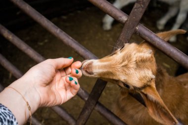 Kırmızımsı kahverengi bir koyun yeşil manikürlü bir kadının elini kokluyor. Çiftlik hayvanlarıyla insan teması. Hayvani şirin bir portre. Hayvanların üzerinde bir keçinin ağızlığı. Keçi okşayan kadın, koyun. Kırsal yaşam