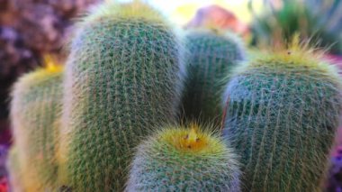 Parodia leninghausii, Güney Amerika 'da bulunan bir kaktüs türüdür. Yaygın isimler arasında limon topu kaktüsü, altın top kaktüsü ve sarı kule kaktüsü yer alıyor. Güneşli bir ışıkta kaktüsler
