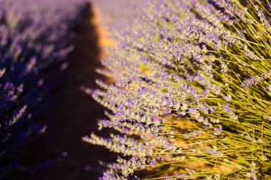 Yaz ortasında açan lavanta tarlaları, meyve bahçesi. Çayırda bir sürü mor çiçek var. İnanılmaz çiçek açan bir alan. Çiçek açan lavanta çiçekleri ve çiçekleri. Kırsal görünüm. 