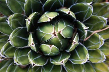 Kraliçe Victoria kaktüsü manzarası. Simetrik, yeşil yapraklı rosette. Ormanda, ormanda, bahçede yetişen sulu ev bitkileri. Yeşil agave bitkileri açık havada. Vahşi, yemyeşil bitkiler sulu