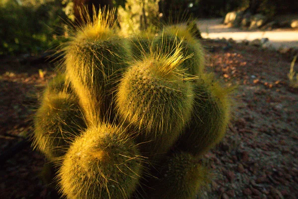 Parodia Leninghausii Laji Etelä Amerikan Kaktus Yleisesti Löytyy Huonekasvi Yleisnimiä — kuvapankkivalokuva