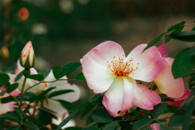 Rosa Damascena veya Damask pembe gülü. Güzel, pembe bir çiçek güzel kokulu yağlar, kozmetik ürünler için kullanılır. Çiçekli, yaprak döken çalı bitkisi. Hassas yaz mevsimi Bahçede açan İngiliz çay gülleri. 