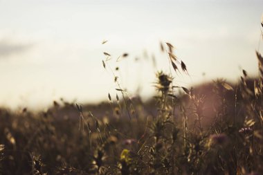 Gün batımında yabani ot. Sığ alan derinliğinde makro görüntü. Soyut yaz arkaplanı ve klasik sıcak filtresi. Çayır manzarası, seçici odaklanma. Kurumuş çiçeklerle manzara.