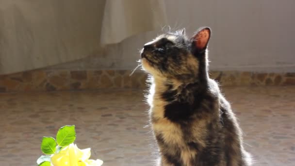 Красивая Черепаховая Кошка Сидит Дома Полу Возле Вазы Желтыми Цветами — стоковое видео