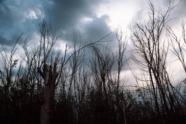 Ağaçların ince dalları ile kasvetli arka plan alçak bulutlu mavi-gri fırtınalı ağır gökyüzüne karşı. Kuru sonbahar yağmur mevsiminde kurumuş meşe ağaçları. Sonbaharda yapraksız dallar. Çıplak ağaç.