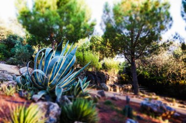 El Bosque Encantado. Güneşli bir günde bir park, doğa koruma alanı. Tropikal iklimi olan sıcak ülkelere seyahat edin. Kaktüslerin, dikenli bitkilerin ve çiçeklerin fidanlığı. Çöl kaktüsleri, sulu bitkiler.. 