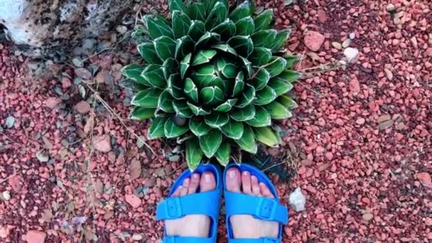 Cactus Queen Victoria Pies Femeninos Zapatillas Azules Chanclas Vista Superior — Vídeos de Stock