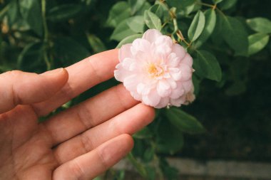 Minyatür bir gülün narin pembe tomurcukları bir kadın bahçıvanın elinde çiçek açan bir çalıda. Genç bayan çiçek açan çiçekleri seçiyor gelin teması Güzel çiçek açan bitkiler Rosarium 'da bir brunch' ta