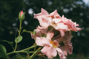 Rosa Damascena veya Damask pembe gülü. Güzel, pembe bir çiçek güzel kokulu yağlar, kozmetik ürünler için kullanılır. Çiçekli, yaprak döken çalı bitkisi. Narin yaz İngiliz çay gülleri bahçede çiçek açıyor.. 