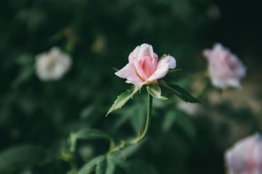 Koyu bir bahçede tek başına pastel pembe kokulu gül. Yaz günü çiçek açan bir çalıda gül goncası. Bahçıvanlık, bahçıvanlık, çiçekçilik, bitkiler ve çiçekler büyüyüp bakım. Güzel çiçek duvar kâğıdı. 