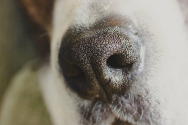 Büyük beyaz ve kahverengi boksör köpeği siyah burunlu, gözenekli ve ağzı ön cephede. Köpek ağızlığı, yüz ayrıntıları makro fotoğraf. Hayranlık uyandırıcı doğal arka plan. Sevimli bir hayvan.. 