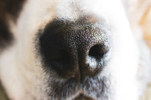 Big white and brown boxer dog black nose with pores and mouth close-up front view. Canine muzzle, face details macro photo. Amazing animal natural background. A lovely pet with heart shaped nose.
