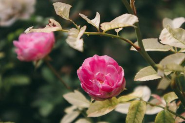 Koyu bir bahçede parlak pembe kokulu bir gül. Yaz günü çiçek açan bir çalıda gül goncası. Bahçıvanlık, bahçıvanlık, çiçekçilik, bitkiler ve çiçekler büyüyüp bakım. Güzel çiçek duvar kâğıdı. 