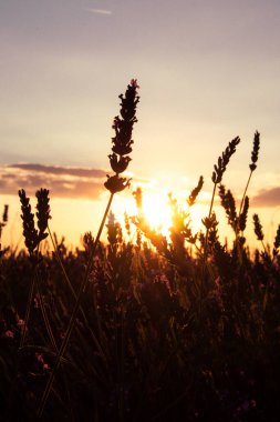 Akşam günbatımında lavanta tarlası çayırı. Saplar, lavanta çiçekleri sarı-mavi gökyüzüne karşı. Doğal çiçek geçmişi var. Sükunet, ahenk, doğallık, vahşi yaşam kavramı..