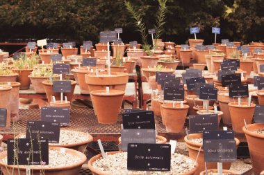 Madrid, İspanya Eylül 2023 Seramik kil kırmızı kaplar üst üste. Bitkiler, kaktüsler, serada sulu bitkiler, sera. Çiçekçilik, bahçıvanlık, gezegen kurtarma konsepti. Bitki isimleriyle siyah tabaklar.