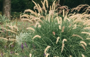 Botanik Bahçesi. Oriental Fountain Grass resmi bir bahçede. Pennisetum oryantürü. Uzun kuyruk bitkisi. Süslü Çimenler ve Sedges. Peristostochaetinum tilki kuyruklu kızıl kafa bitkisel bir bitki..