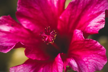 Hibiscus ağacı pembesi. Bahar bahçesinde yeşil bir arka planda büyük pembe çin gülü. İçeriden güzel kokulu bir çiçek, narin yapraklı erkek organlar. Doğanın ve bitkinin makro fotoğrafları