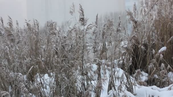Сухой Тростник Раскачивается Ветру Коричневая Пампасная Трава Покрытая Снегом Берегу — стоковое видео