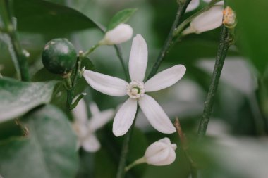 Beyaz portakal ağacı çiçeği, bahar bahçesindeki bir ağaçtaki yeşil taze yaprak. Parfüm üretimi için bitki yetiştiriyor. Flor De Naranjo. Mevsimlik güzel çiçeklerin açması meyve narenciye ağacında.