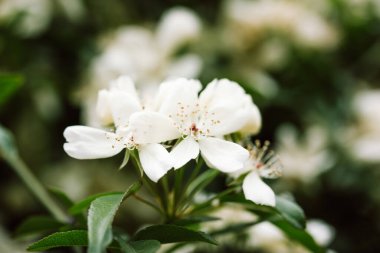 Jamine arka planda çiçek açıyor. Philadelphia Coronarius ya da bahçe dizaynında tatlı beyaz turuncu çiçekler. Yasemin tomurcuklanan beyaz çiçekli çalılar. Ağaç brunch 'ında yumuşak yapraklar. 