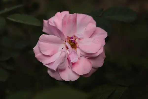 Rosa Damascena Rosa Damascena Bel Fiore Rosa Utilizzato Produzione Oli — Foto Stock