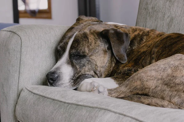 Alman kahverengi boksör köpeği kanepede yatıyor. Büyük boy hizmet köpeği cinsi. Uykulu, tembel, üzgün, evcil bir hayvan sahibini bekliyor. İçeride sevimli bir köpek yavrusu üzgün görünüyor..