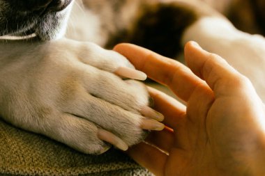 Bir kadının elinde büyük bir köpek pençesi. İnsan ve hayvan dostluğu, birlik, sevgi, bakım konsepti. Evcil köpek sahibine yardım ediyor, hanımefendi. Şefkat göstergesi ve derin bir bağ. En iyi arkadaş.