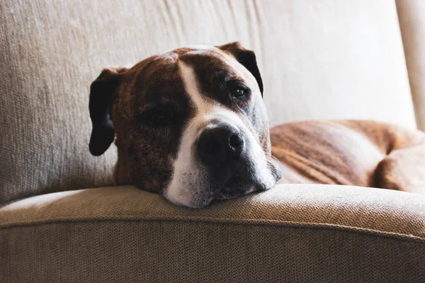 German Brown Boxer Dog Laying Couch Big Sized Service Dog — Stock Photo, Image