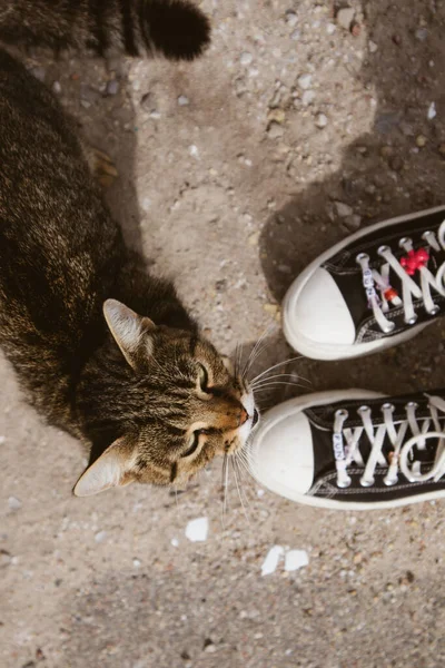 Stray mongrel cat meowing with mouth open looking up at human. A girl in black sneakers next to a kitty. Shelter for homeless animals. Cats lovers. Vertical background with feline pet walking outdoors