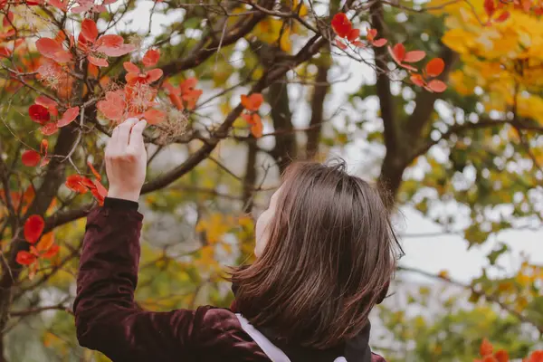 紅茶色の髪の若い女性は秋の公園のカラフルな赤緑の葉で枝に触れました 秋の季節に自然の中でリラックスした散歩を楽しむ少女 バックビュー 女性観光客が自然を発見 ストックフォト